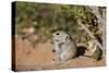 Brant's whistling rat (Parotomys brantsii), Kgalagadi Transfrontier Park, South Africa, Africa-James Hager-Stretched Canvas