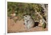 Brant's whistling rat (Parotomys brantsii), Kgalagadi Transfrontier Park, South Africa, Africa-James Hager-Framed Photographic Print