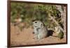 Brant's whistling rat (Parotomys brantsii), Kgalagadi Transfrontier Park, South Africa, Africa-James Hager-Framed Photographic Print