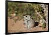 Brant's whistling rat (Parotomys brantsii), Kgalagadi Transfrontier Park, South Africa, Africa-James Hager-Framed Photographic Print