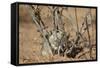 Brant's Whistling Rat (Parotomys Brantsii)-James Hager-Framed Stretched Canvas