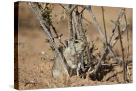 Brant's Whistling Rat (Parotomys Brantsii)-James Hager-Stretched Canvas