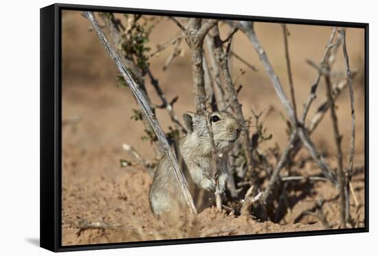 Brant's Whistling Rat (Parotomys Brantsii)-James Hager-Framed Stretched Canvas