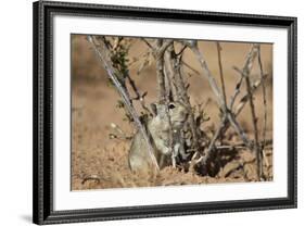 Brant's Whistling Rat (Parotomys Brantsii)-James Hager-Framed Photographic Print