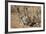 Brant's Whistling Rat (Parotomys Brantsii)-James Hager-Framed Photographic Print