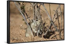 Brant's Whistling Rat (Parotomys Brantsii)-James Hager-Framed Photographic Print