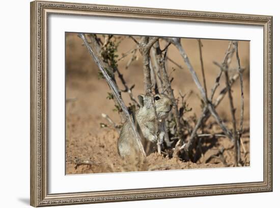 Brant's Whistling Rat (Parotomys Brantsii)-James Hager-Framed Photographic Print