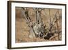 Brant's Whistling Rat (Parotomys Brantsii)-James Hager-Framed Photographic Print