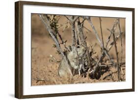 Brant's Whistling Rat (Parotomys Brantsii)-James Hager-Framed Photographic Print