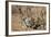 Brant's Whistling Rat (Parotomys Brantsii)-James Hager-Framed Photographic Print