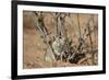 Brant's Whistling Rat (Parotomys Brantsii)-James Hager-Framed Photographic Print