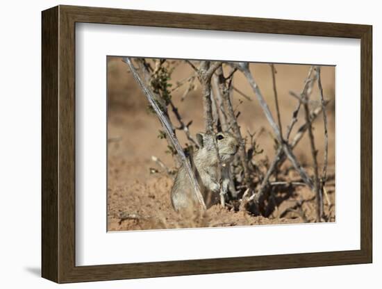 Brant's Whistling Rat (Parotomys Brantsii)-James Hager-Framed Photographic Print