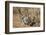 Brant's Whistling Rat (Parotomys Brantsii)-James Hager-Framed Photographic Print