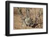 Brant's Whistling Rat (Parotomys Brantsii)-James Hager-Framed Photographic Print