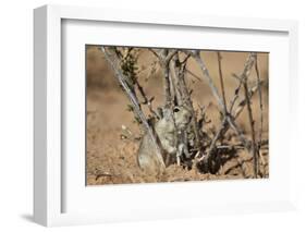 Brant's Whistling Rat (Parotomys Brantsii)-James Hager-Framed Photographic Print