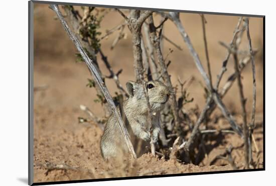 Brant's Whistling Rat (Parotomys Brantsii)-James Hager-Mounted Photographic Print