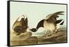 Brant-John James Audubon-Framed Stretched Canvas