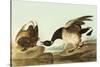 Brant-John James Audubon-Stretched Canvas