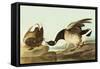 Brant-John James Audubon-Framed Stretched Canvas