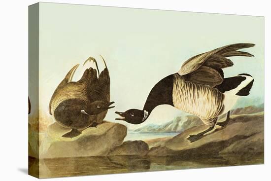 Brant-John James Audubon-Stretched Canvas