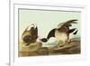 Brant-John James Audubon-Framed Premium Giclee Print