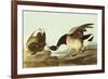 Brant-John James Audubon-Framed Premium Giclee Print