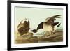 Brant-John James Audubon-Framed Premium Giclee Print