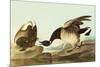 Brant-John James Audubon-Mounted Premium Giclee Print