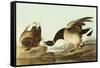 Brant-John James Audubon-Framed Stretched Canvas