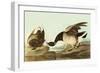 Brant-John James Audubon-Framed Art Print