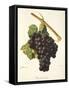 Braquet Noir Grape-J. Troncy-Framed Stretched Canvas