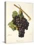 Braquet Noir Grape-J. Troncy-Stretched Canvas