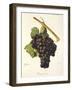 Braquet Noir Grape-J. Troncy-Framed Giclee Print