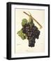 Braquet Noir Grape-J. Troncy-Framed Giclee Print