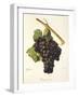 Braquet Noir Grape-J. Troncy-Framed Giclee Print