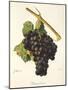 Braquet Noir Grape-J. Troncy-Mounted Giclee Print