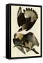 Brasilian Caracara Eagle-null-Framed Stretched Canvas
