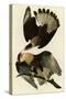 Brasilian Caracara Eagle-null-Stretched Canvas