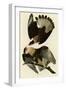 Brasilian Caracara Eagle-null-Framed Giclee Print