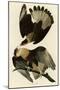 Brasilian Caracara Eagle-null-Mounted Giclee Print