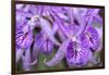 Brassanthe, Orchid, Maikai-Jim Engelbrecht-Framed Photographic Print