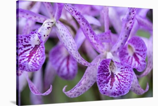 Brassanthe, Orchid, Maikai-Jim Engelbrecht-Stretched Canvas