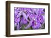 Brassanthe, Orchid, Maikai-Jim Engelbrecht-Framed Photographic Print