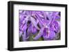 Brassanthe, Orchid, Maikai-Jim Engelbrecht-Framed Photographic Print