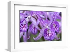 Brassanthe, Orchid, Maikai-Jim Engelbrecht-Framed Photographic Print