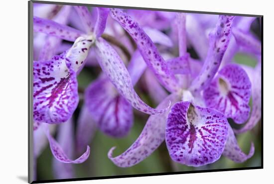 Brassanthe, Orchid, Maikai-Jim Engelbrecht-Mounted Photographic Print