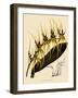 Brassia Antherotes-John Nugent Fitch-Framed Giclee Print