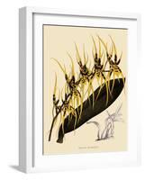 Brassia Antherotes-John Nugent Fitch-Framed Giclee Print