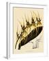 Brassia Antherotes-John Nugent Fitch-Framed Giclee Print