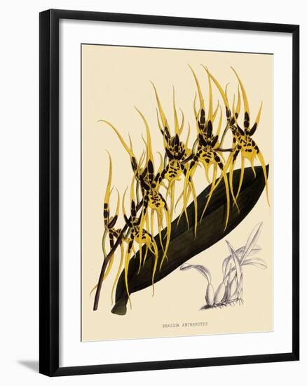 Brassia Antherotes-John Nugent Fitch-Framed Giclee Print
